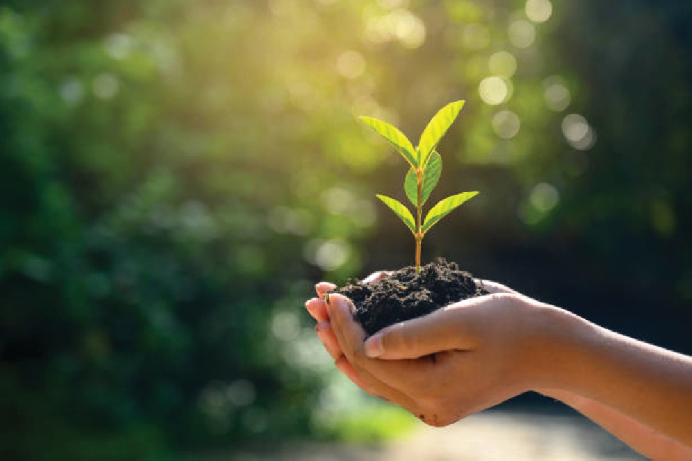 الشؤون-الإسلامية-بجازان.-مبادرة-لتشجير-ساحات-الجوامع-والمساجد