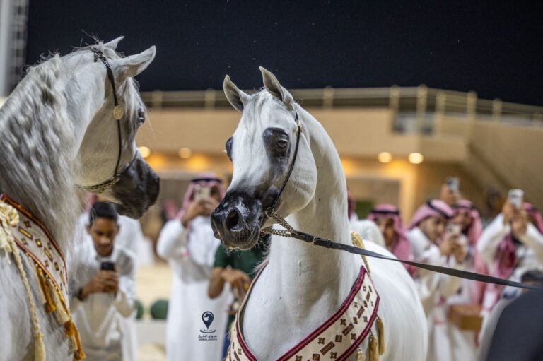 ختام-بطولة-الإنتاج-المحلي-للخيل-العربية-الأصيلة-2026