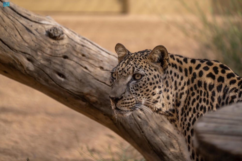 محافظة العُلا.. ريادة في صون الحياة الفطرية وتعزيز التنوع الأحيائي 16 محافظة-العُلا.-ريادة-في-صون-الحياة-الفطرية-وتعزيز-التنوع-الأحيائي