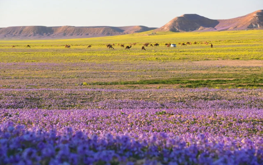 مرصد حوطة سدير: دخول “سعد السعود” إيذانًا بانصراف الشتاء وبداية اعتدال الأجواء 34 مرصد-حوطة-سدير:-دخول-“سعد-السعود”-إيذانًا-بانصراف-الشتاء-وبداية-اعتدال-الأجواء