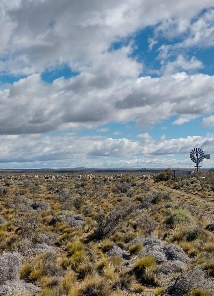 دراسة من "كاوست": تنوع النباتات يعزز قدرة الأراضي الجافة على تحمّل الرعي 11 دراسة-من-“كاوست”:-تنوع-النباتات-يعزز-قدرة-الأراضي-الجافة-على-تحمّل-الرعي