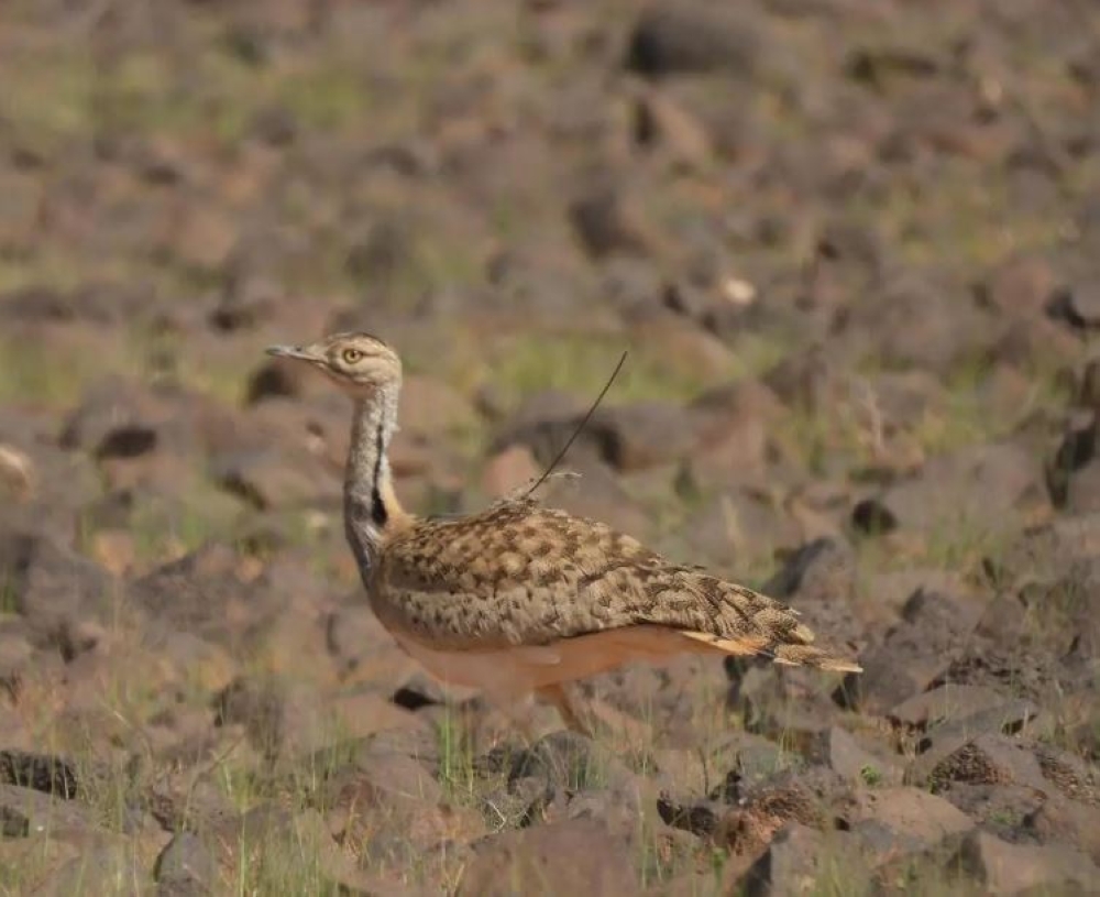 خلال فصل الربيع.. السعودية معبر مهم وموطن آمن للطيور المهاجرة 19 خلال-فصل-الربيع.-السعودية-معبر-مهم-وموطن-آمن-للطيور-المهاجرة