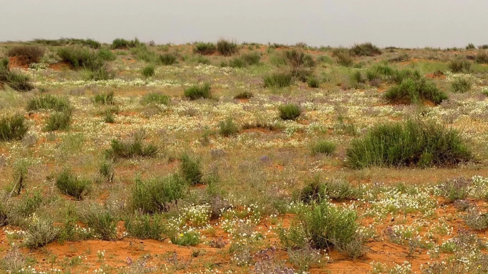 "الأربيان" تضفي اللون الأبيض الناصع على رمال لينة 18 “الأربيان”-تضفي-اللون-الأبيض-الناصع-على-رمال-لينة