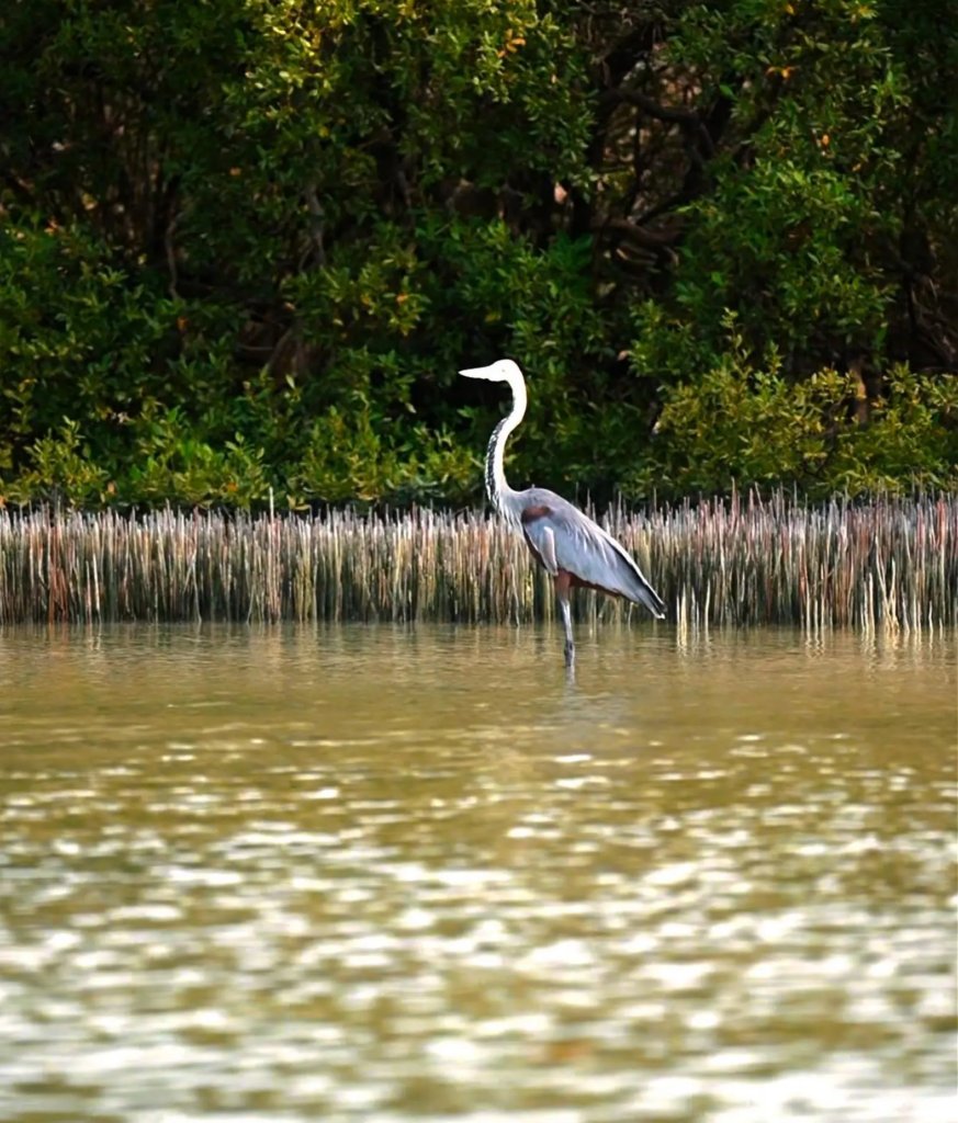 جزيرة "زُفاف".. لؤلؤة فرسانية تختزن أسرار البحر الأحمر 13 جزيرة-“زُفاف”.-لؤلؤة-فرسانية-تختزن-أسرار-البحر-الأحمر
