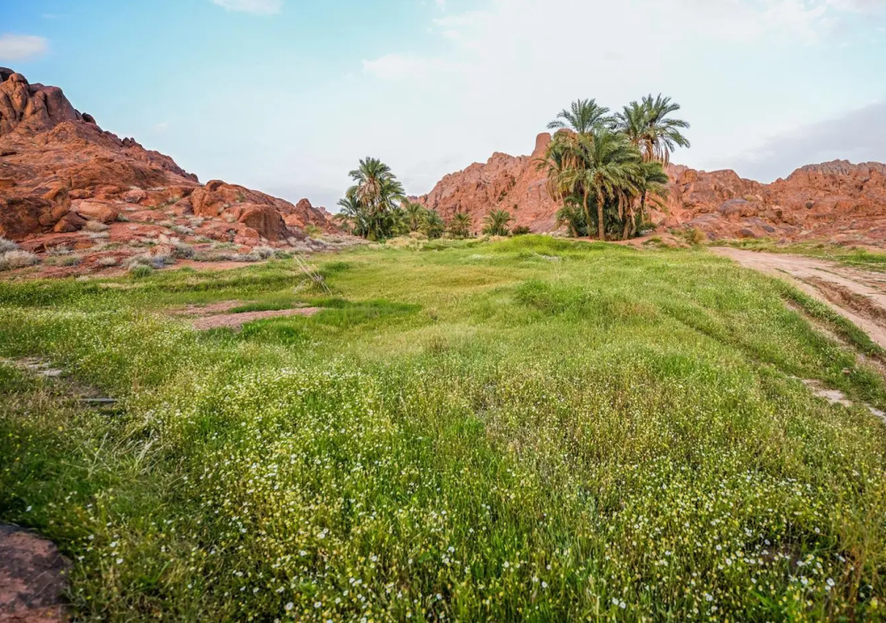 ربيع أجا.. خضرة ومياه تعيد تشكيل جمال الطبيعة في حائل 14 ربيع-أجا.-خضرة-ومياه-تعيد-تشكيل-جمال-الطبيعة-في-حائل