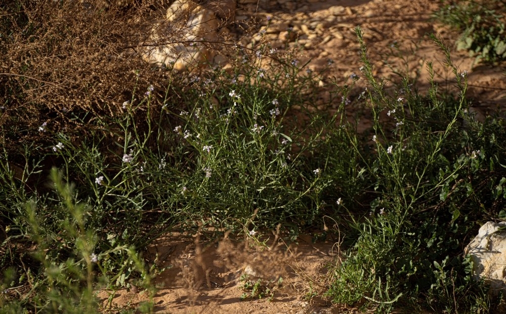 صور| الغطاء النباتي في الحدود الشمالية يجذب المهتمين بالرحلات البرية 18 صور|-الغطاء-النباتي-في-الحدود-الشمالية-يجذب-المهتمين-بالرحلات-البرية