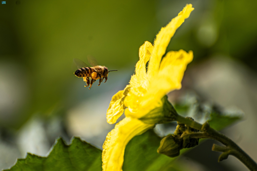 إطلاق 9 ملايين كائن نافع لحماية مزارع المملكة 54 إطلاق-9-ملايين-كائن-نافع-لحماية-مزارع-المملكة