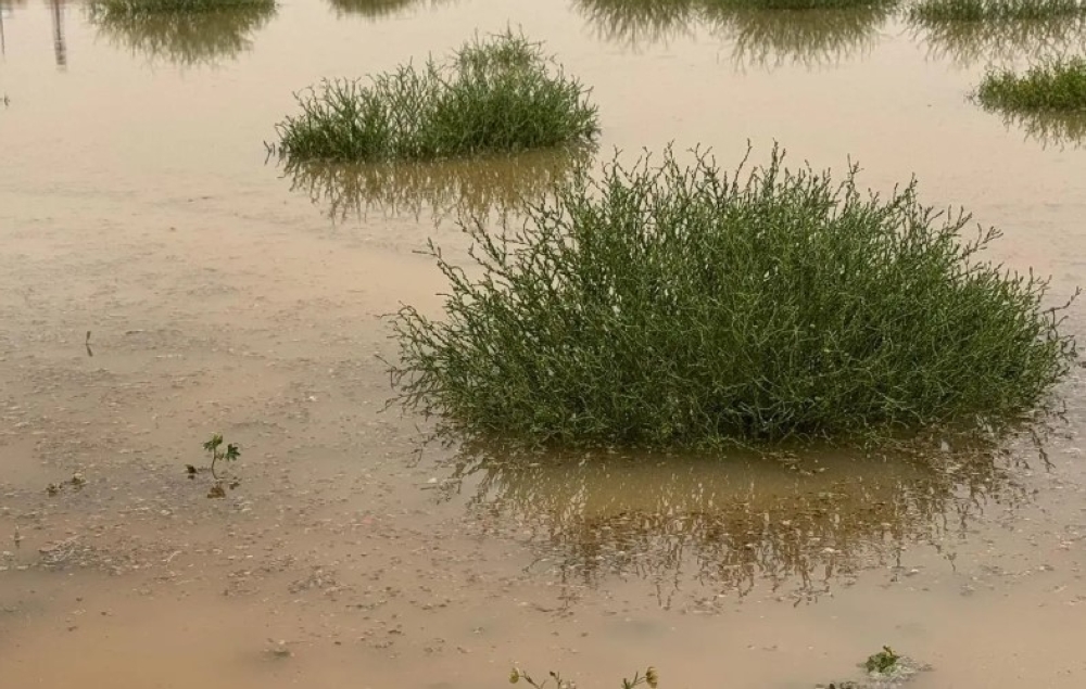 بالصور.. هطول أمطار غزيرة على رفحاء مصحوبة بزخات من البرد 55 بالصور.-هطول-أمطار-غزيرة-على-رفحاء-مصحوبة-بزخات-من-البرد