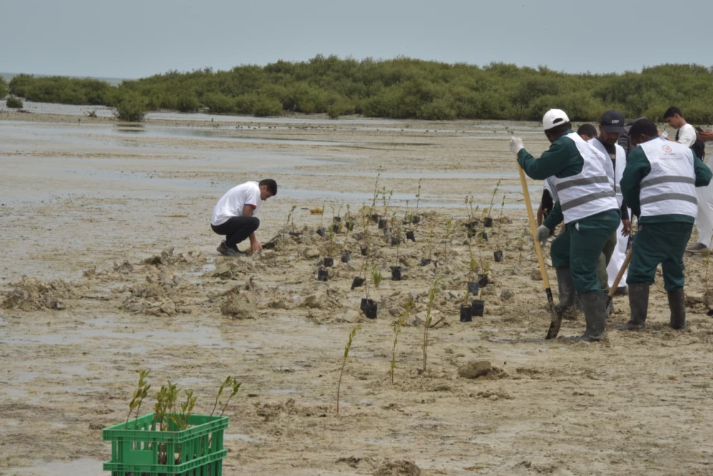 صور| «أرض تتنفس» تزرع 10 آلاف مانجروف وتؤسس لمتنزه بحري بسيهات 36 صور|-«أرض-تتنفس»-تزرع-10-آلاف-مانجروف-وتؤسس-لمتنزه-بحري-بسيهات