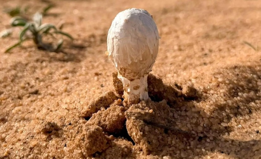 صور.. أجواء ربيعية تنعش هواية البحث عن "العرجون" في القصيم 17 صور.-أجواء-ربيعية-تنعش-هواية-البحث-عن-“العرجون”-في-القصيم