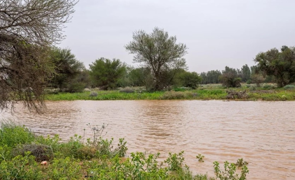 صور | القصيم تكتسي بالأخضر.. مشاهد ربيعية ساحرة بعد الأمطار 21 صور-|-القصيم-تكتسي-بالأخضر.-مشاهد-ربيعية-ساحرة-بعد-الأمطار