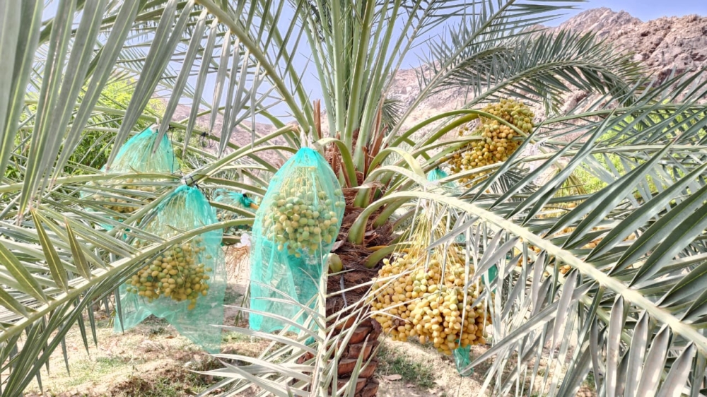 "النخيل والتمور": ارتفاع قيمة صادرات التمور إلى مملكة هولندا 1 “النخيل-والتمور”:-ارتفاع-قيمة-صادرات-التمور-إلى-مملكة-هولندا