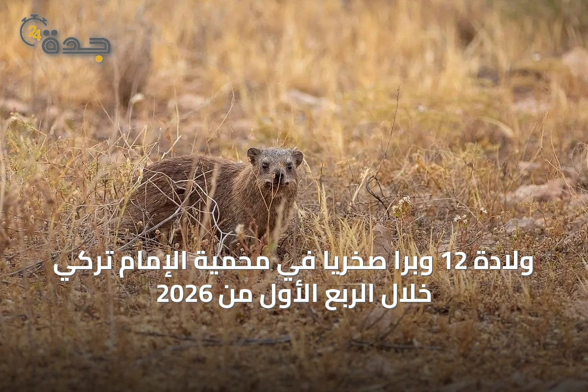 ولادة 12 وبراً صخرياً في محمية الإمام تركي خلال الربع الأول من 2026