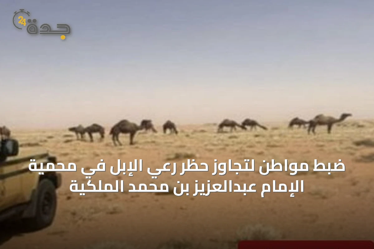 ضبط مواطن لتجاوز حظر رعي الإبل في محمية الإمام عبدالعزيز بن محمد الملكية