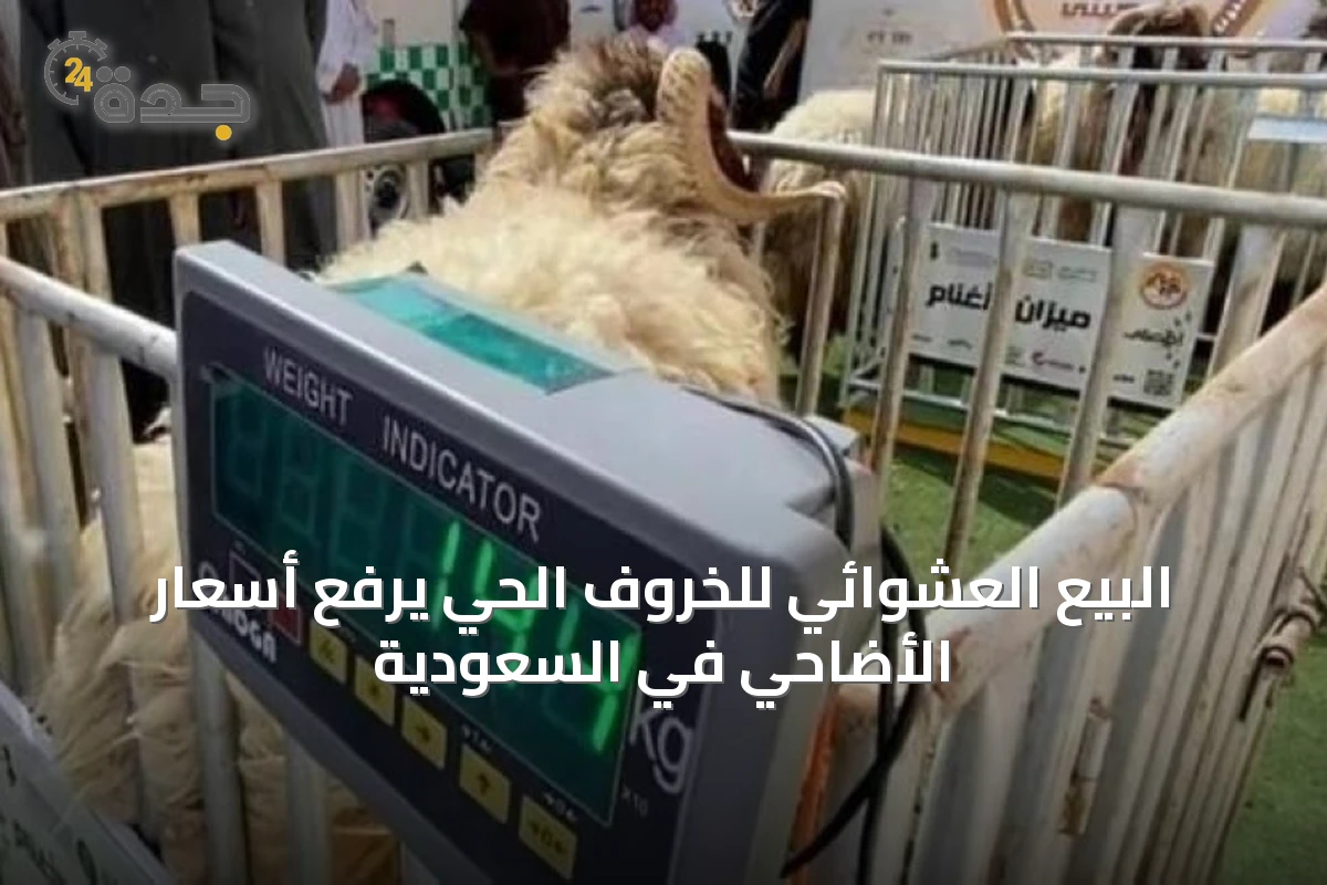 البيع العشوائي يواجه صعوبة تطبيق نظام البيع بالوزن في موسم الأضاحي