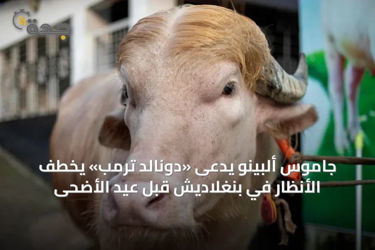 جاموس ألبينو يُدعى «دونالد ترمب» يخطف الأنظار في بنغلاديش قبل عيد الأضحى