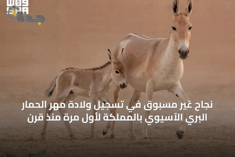 نجاح غير مسبوق في تسجيل ولادة مهر الحمار البري الآسيوي بالمملكة لأول مرة منذ قرن