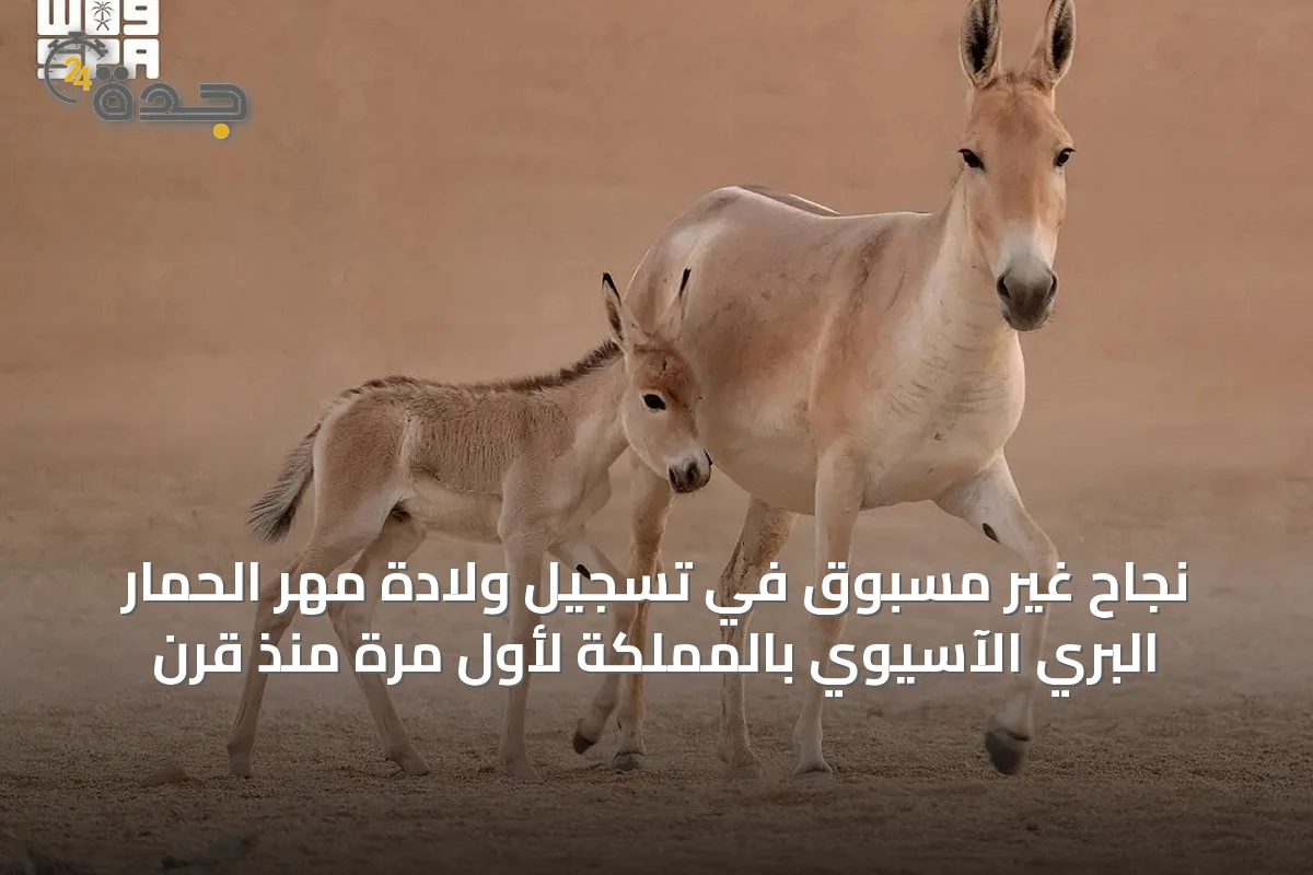 نجاح غير مسبوق في تسجيل ولادة مهر الحمار البري الآسيوي بالمملكة لأول مرة منذ قرن