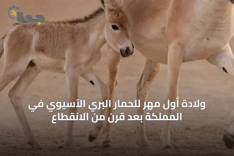 ولادة أول مهر للحمار البري الآسيوي في المملكة بعد قرن من الانقطاع