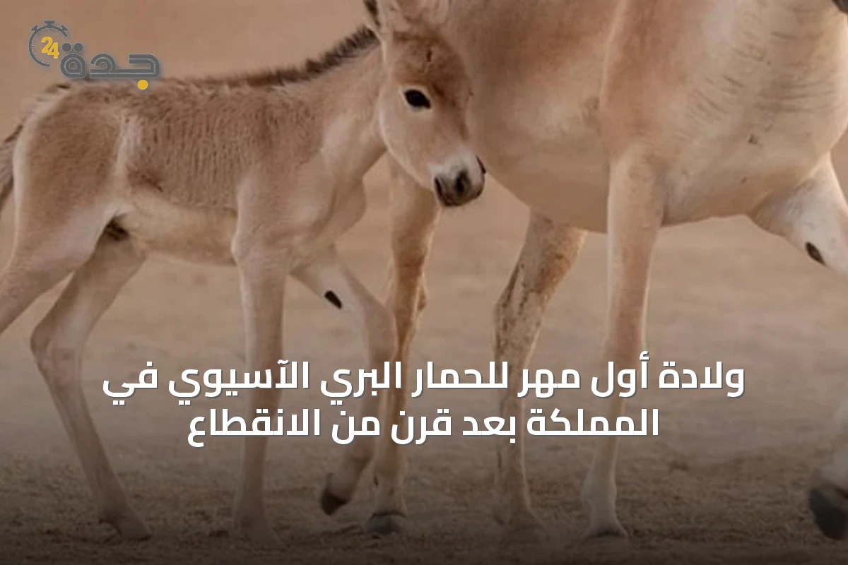 ولادة أول مهر للحمار البري الآسيوي في المملكة بعد قرن من الانقطاع