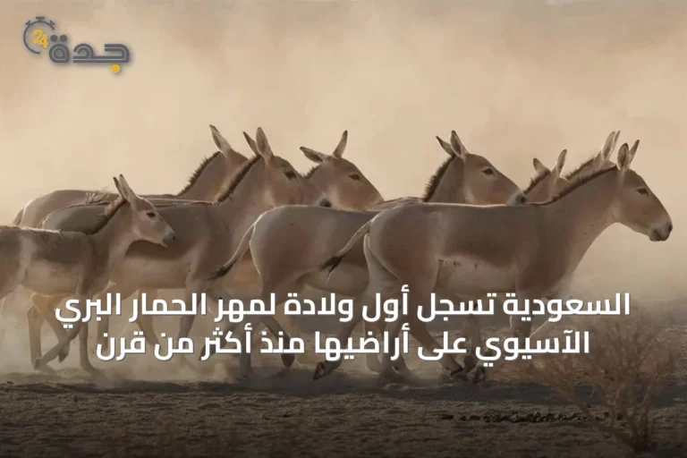 السعودية تسجل أول ولادة لمهر الحمار البري الآسيوي على أراضيها منذ أكثر من قرن