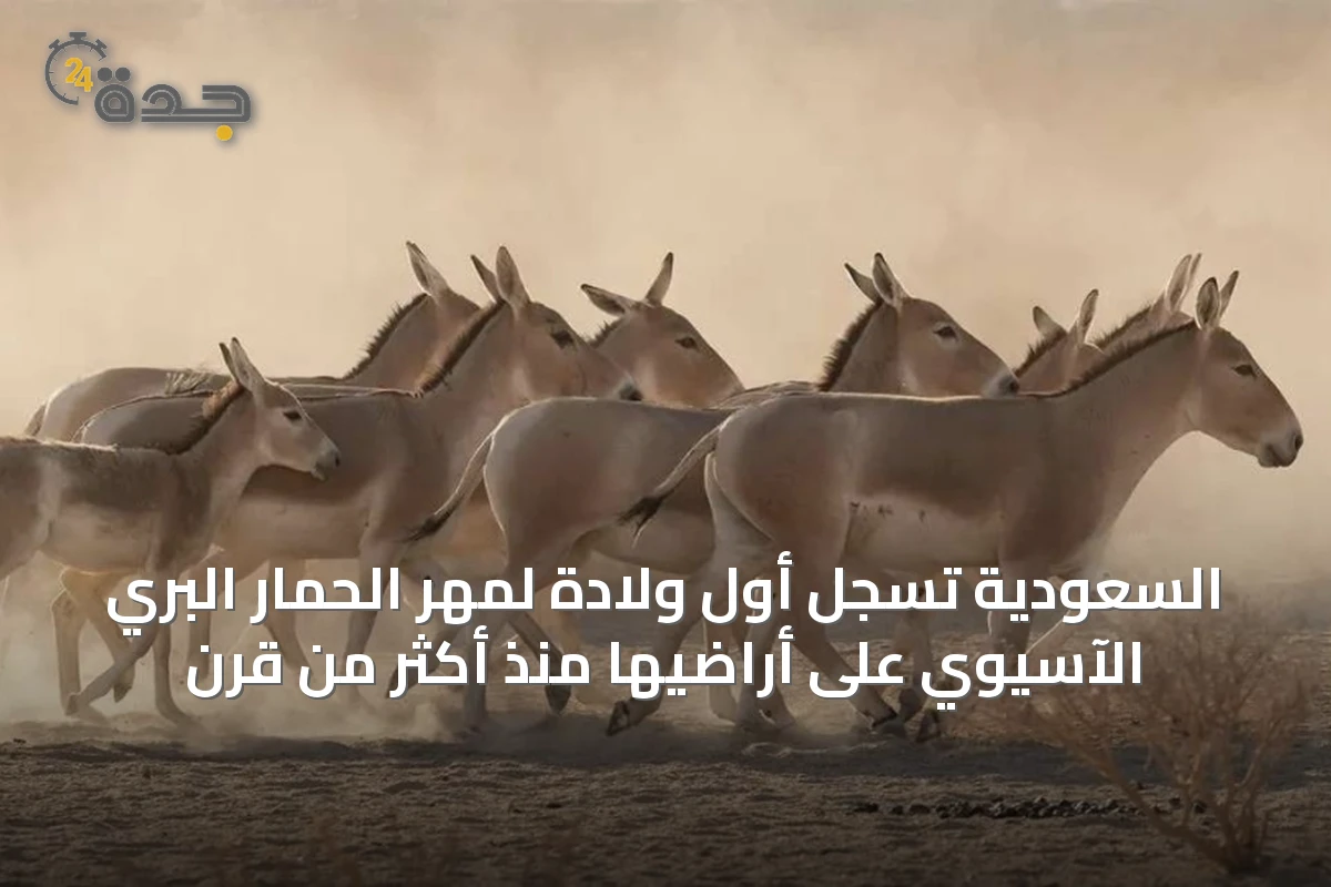 السعودية تسجل أول ولادة لمهر الحمار البري الآسيوي على أراضيها منذ أكثر من قرن