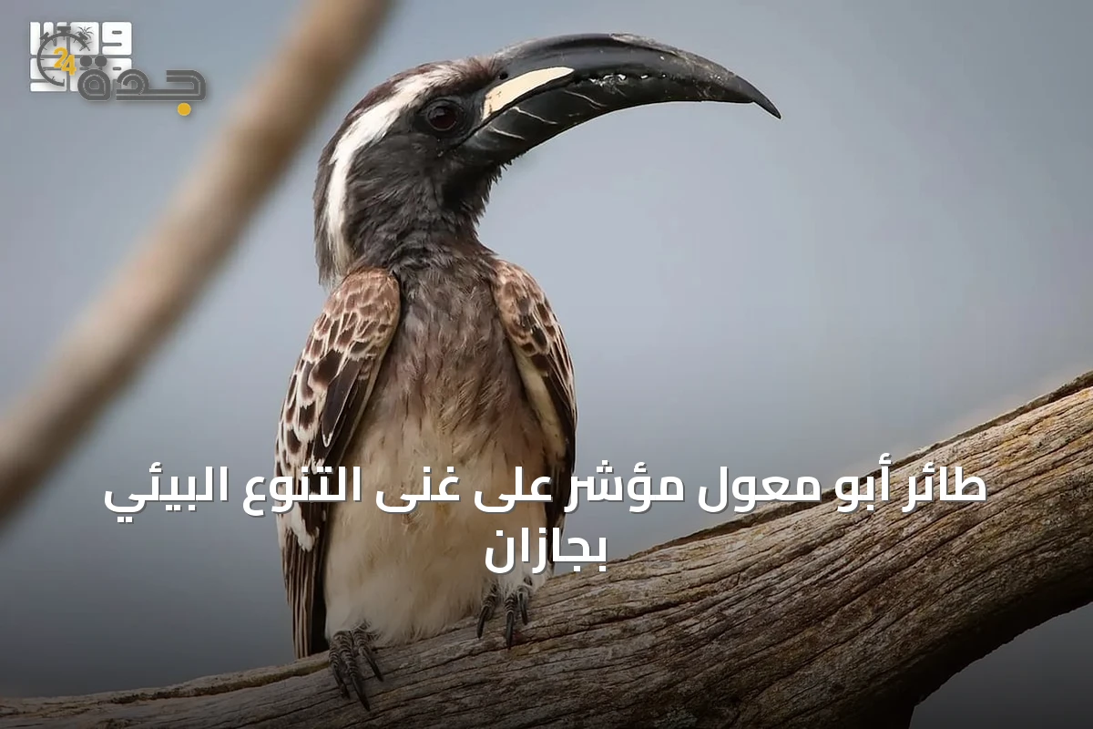 طائر أبو معول مؤشر على غنى التنوع البيئي بجازان