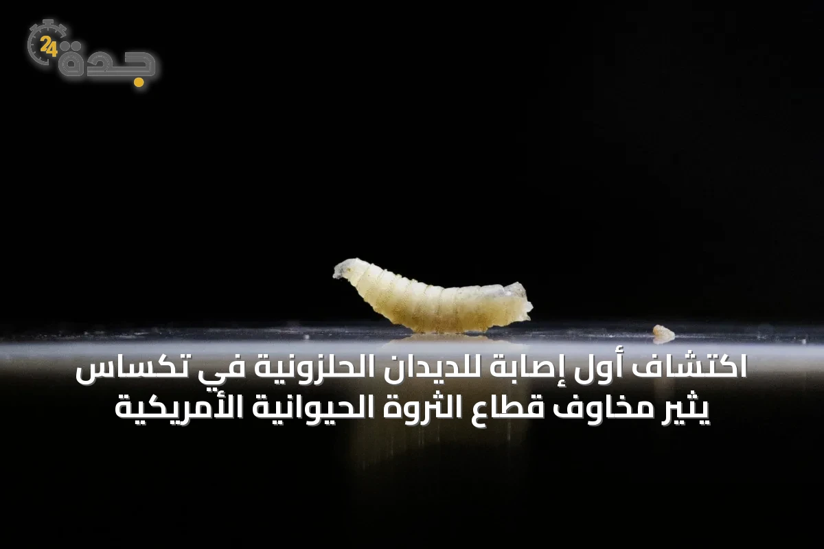 اكتشاف أول إصابة للديدان الحلزونية في تكساس يثير مخاوف قطاع الثروة الحيوانية الأمريكية