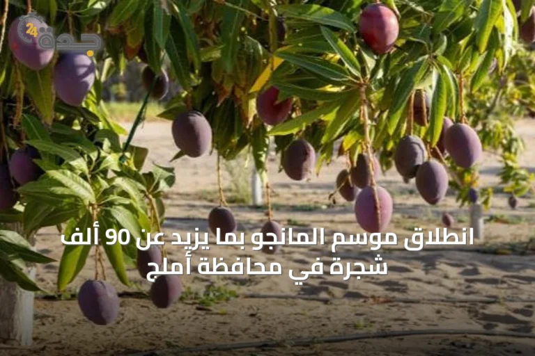 انطلاق موسم المانجو بما يزيد عن 90 ألف شجرة في محافظة أملج