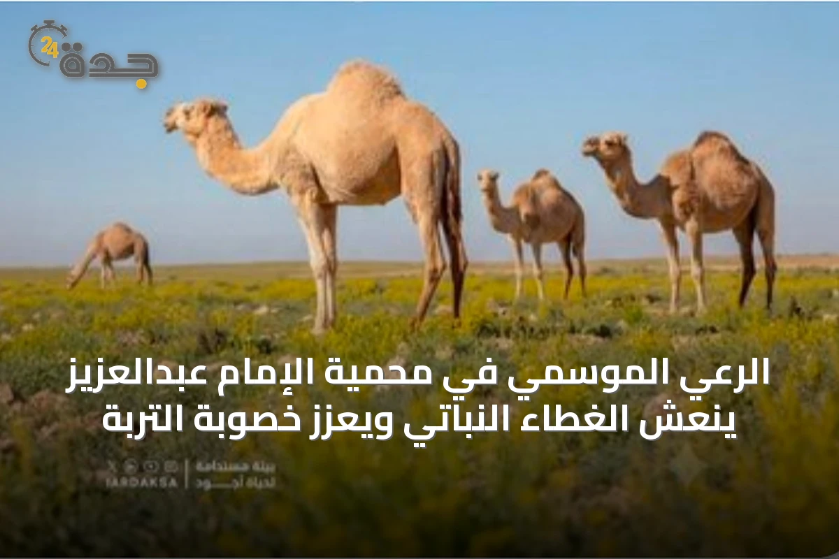الرعي الموسمي في محمية الإمام عبدالعزيز ينعش الغطاء النباتي ويعزز خصوبة التربة