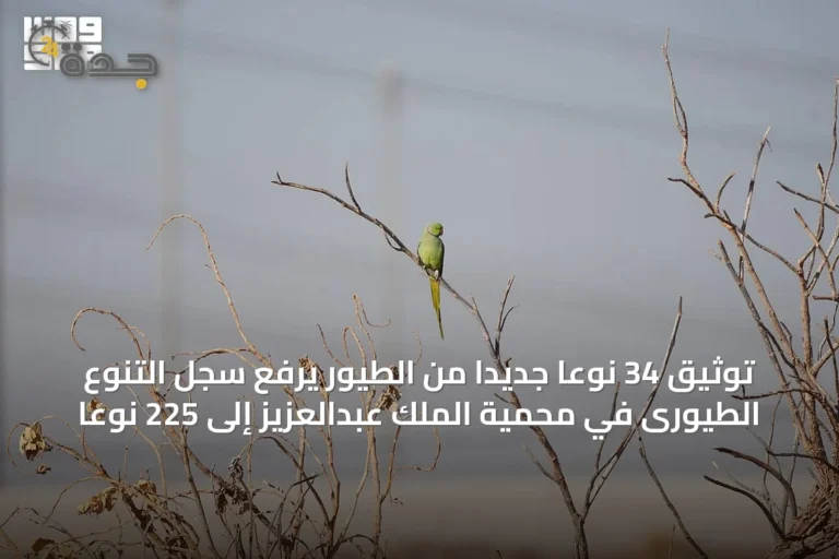 توثيق 34 نوعًا جديدًا من الطيور يرفع سجل التنوع الطيورى في محمية الملك عبدالعزيز إلى 225 نوعًا