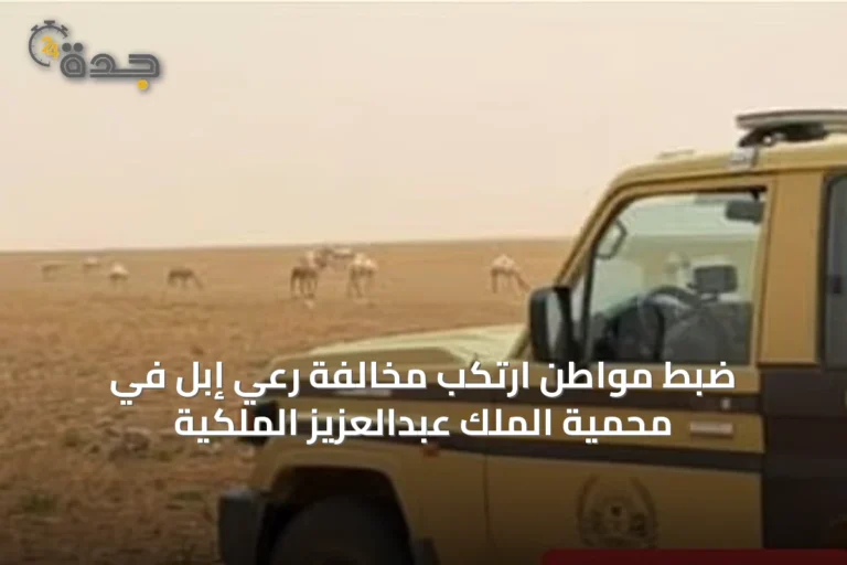 ضبط مواطن ارتكب مخالفة رعي إبل في محمية الملك عبدالعزيز الملكية