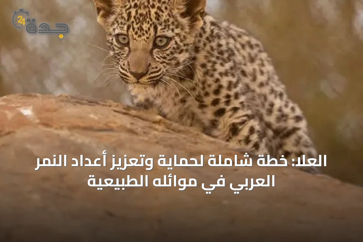 العلا: خطة شاملة لحماية وتعزيز أعداد النمر العربي في موائله الطبيعية