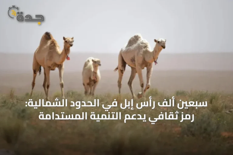 سبعين ألف رأس إبل في الحدود الشمالية: رمز ثقافي يدعم التنمية المستدامة