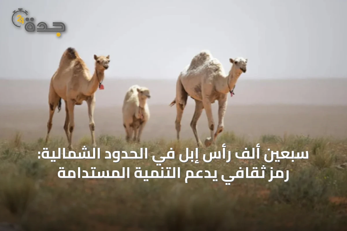 سبعين ألف رأس إبل في الحدود الشمالية: رمز ثقافي يدعم التنمية المستدامة