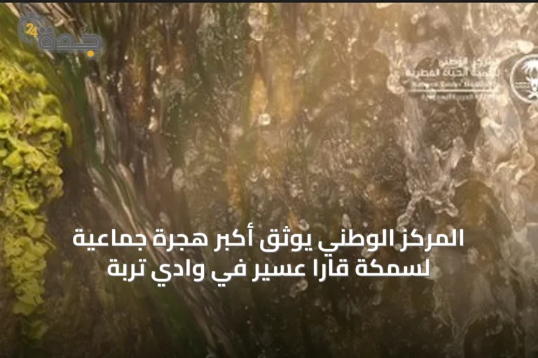المركز الوطني يوثّق أكبر هجرة جماعية لسمكة قارا عسير في وادي تربة