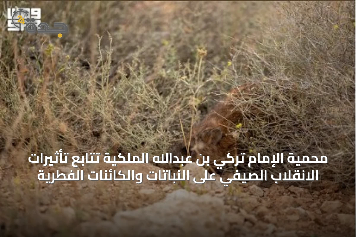 محمية الإمام تركي بن عبدالله الملكية تتابع تأثيرات الانقلاب الصيفي على النباتات والكائنات الفطرية