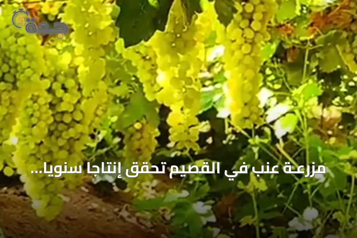 مزرعـة عنب في القصيم تحقق إنتاجاً سنوياً قدره ربع مليون صندوق