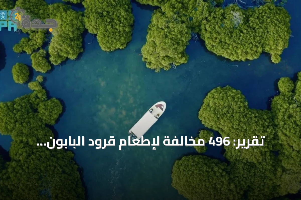 تقرير: 496 مخالفة لإطعام قرود البابون وإنجازات في تنمية الحياة الفطرية
