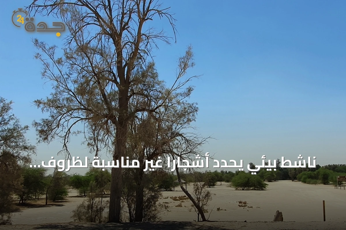 ناشط بيئي يحدد أشجاراً غير مناسبة لظروف الأحساء ويحذر من مخاطرها على البنية التحتية والبيئة