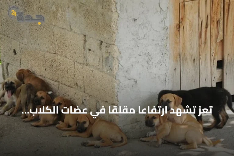 تعز تشهد ارتفاعاً مقلقًا في عضات الكلاب الضالة وتزايد المخاوف على الأطفال