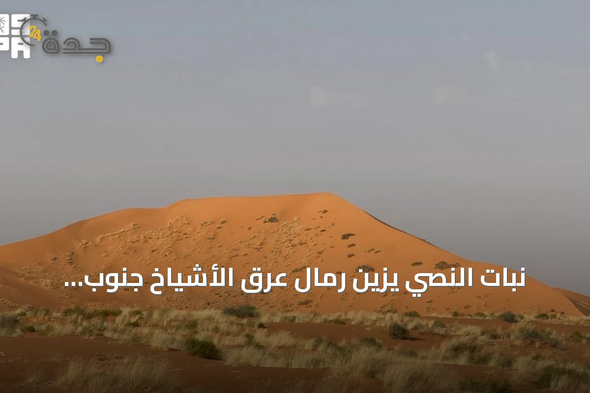 نبات النصي يزيّن رمال عرق الأشياخ جنوب رفحاء ويزيد من الغطاء النباتي