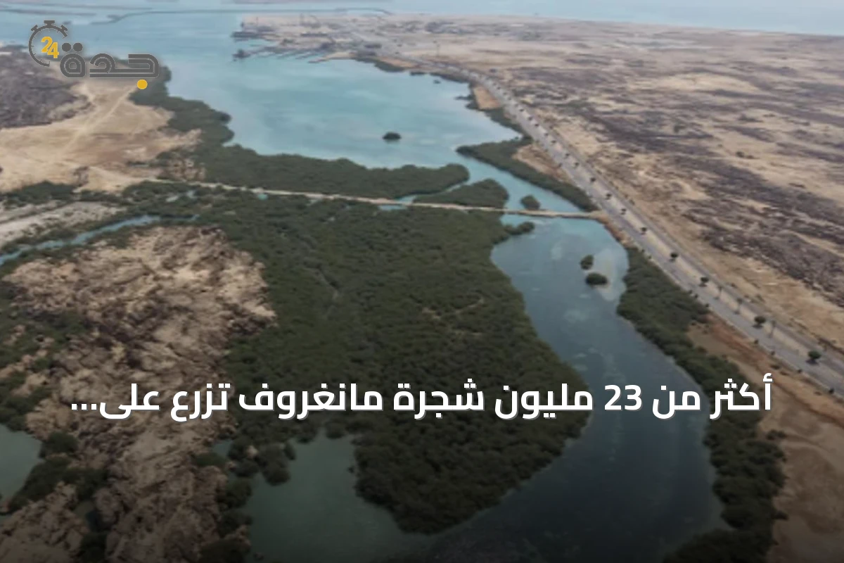 أكثر من 23 مليون شجرة مانغروف تُزرع على سواحل جازان لتعزيز الاستدامة البيئية