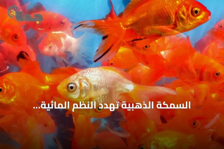 السمكة الذهبية تهدد النظم المائية الكندية.. حملة توعية في ألبرتا