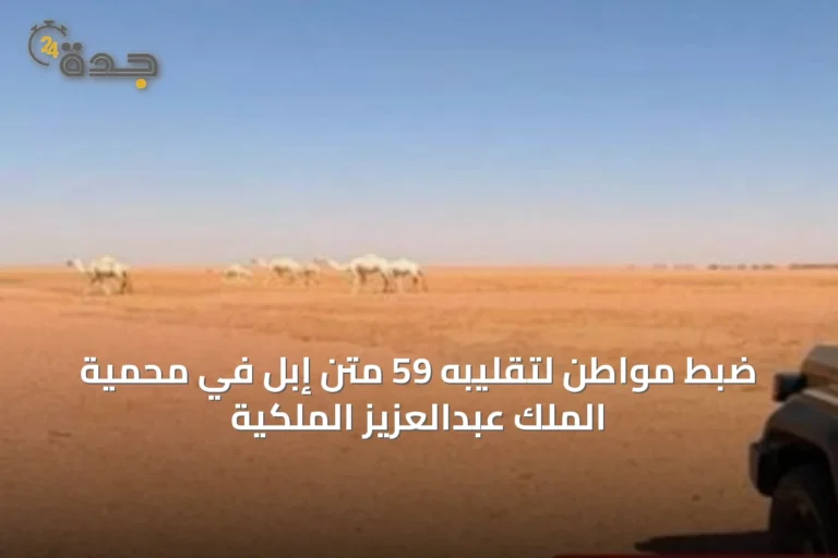 ضبط مواطن لتقليبه 59 متن إبل في محمية الملك عبدالعزيز الملكية