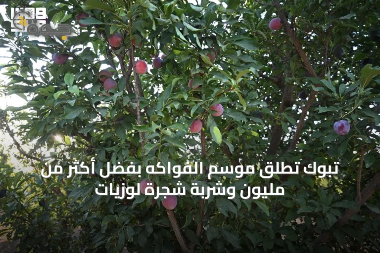 تبوك تُطلق موسم الفواكه بفضل أكثر من مليون وشربة شجرة لوزيات