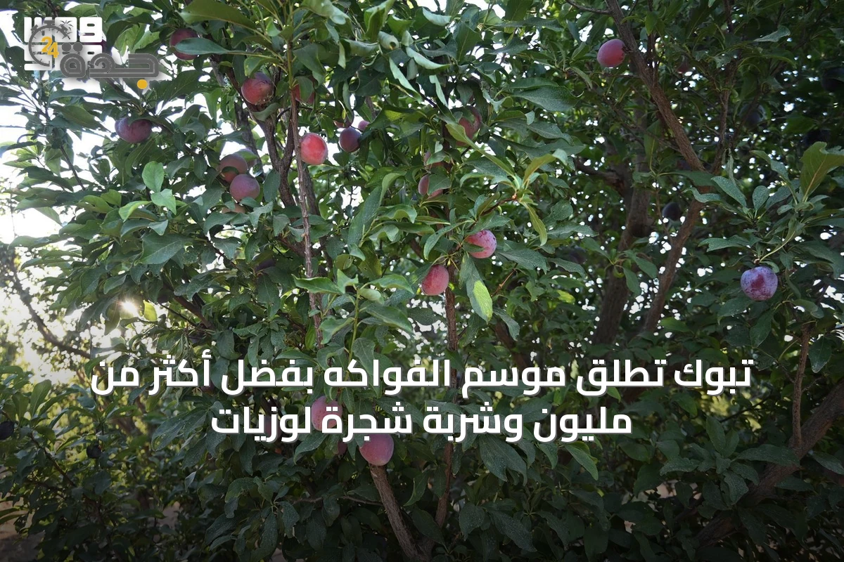 تبوك تُطلق موسم الفواكه بفضل أكثر من مليون وشربة شجرة لوزيات
