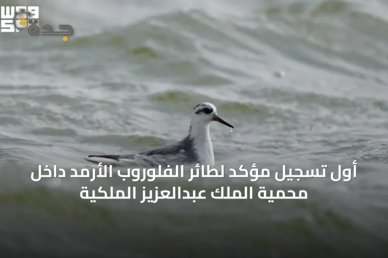 أول تسجيل مؤكد لطائر الفلوروب الأرمد داخل محمية الملك عبدالعزيز الملكية