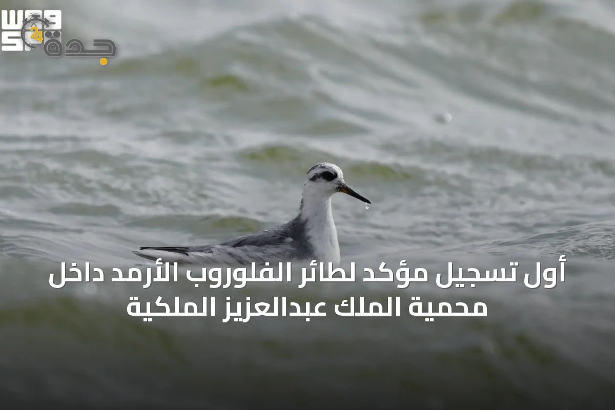 أول تسجيل مؤكد لطائر الفلوروب الأرمد داخل محمية الملك عبدالعزيز الملكية
