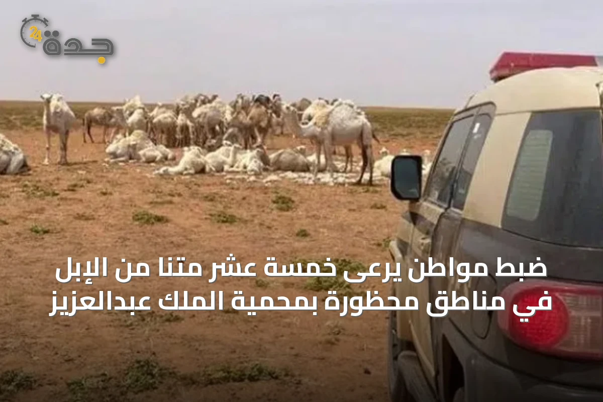 ضبط مواطن يرعى خمسة عشر متنًا من الإبل في مناطق محظورة بمحمية الملك عبدالعزيز